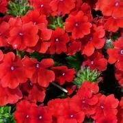 Verveine rouge bouton