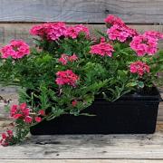 Verveine vivace 8x6