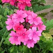 Verveine vivace bouton