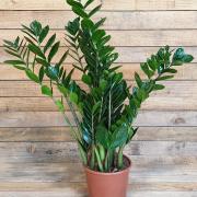 Zamioculcas d19 1m